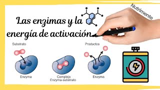 Las ENZIMAS y la ENERGÍA DE ACTIVACIÓN [upl. by Gwenora]