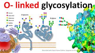 O Linked glycosylation [upl. by Yulma522]