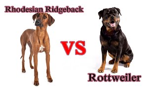 Rhodesian Ridgeback VS Rottweiler Sinhala [upl. by Mitran]