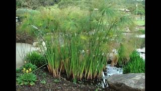 Cyperus papyrus [upl. by Shannen]