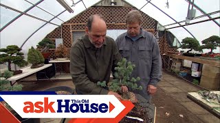 How to Create Bonsai from Regular Trees  Ask This Old House [upl. by Twum]