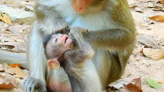 Mother Monkey Gently Checks Her Baby’s Ear What’s Happening Monkey Cambodia Daily [upl. by Kceb]