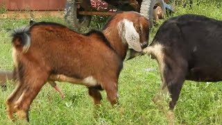 OMG How to breeding goat  Try to Crossing for success [upl. by Ahsinut]