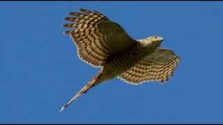 Sparrowhawk Bird Call Bird Song [upl. by Tarrel]