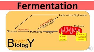 Glycolysis and Fermentation updated [upl. by Suolekcin]