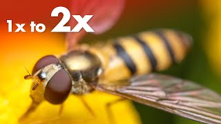 3 Ways to Increase Your Macro Lens Magnification from 1x to 2x [upl. by Tenahs]