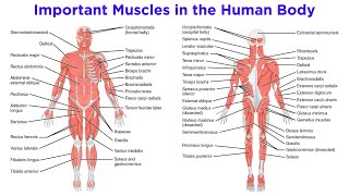 The Muscular System [upl. by Whit]