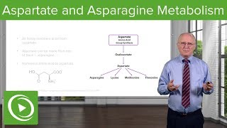 Aspartate Family and Asparagine Metabolism – Biochemistry  Lecturio [upl. by Nanyk]