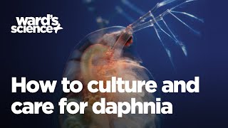 Caring and Culturing for Daphnia [upl. by Clair]