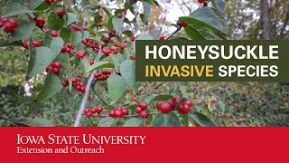 Honeysuckle Invasive Species [upl. by Ecerahc776]