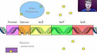 Gene Regulation [upl. by Bohaty624]