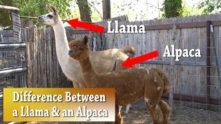 Llama vs Alpaca  Whats the difference [upl. by Anirpas]