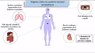 Le système nerveux autonome SNA [upl. by Nannek]