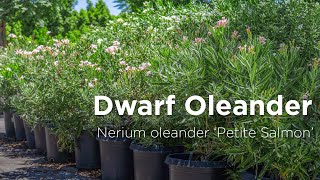 Dwarf Oleander Salmon  Nerium oleander Petite Salmon [upl. by Drisko]