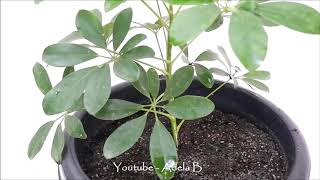 How to Grow and Care Schefflera Plant  Umbrella by Stem Cuttings [upl. by Boelter283]