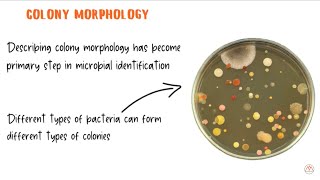 Bacterial Colony Morphology with Live Examples [upl. by Frasco]