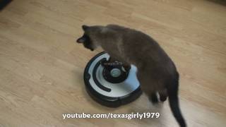 Cat shows HOW TO use iRobot Roomba Vacuum [upl. by Etteiram]