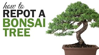 Bonsai Basics Repotting a Bonsai Tree [upl. by Eloci]