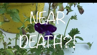 NEAR DEATH PANSY IS REVIVED  How To Prune Your Pansies [upl. by Eikcaj]