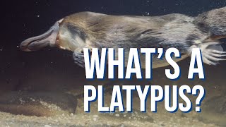 10 Fast Facts About Platypuses [upl. by Reehsab]