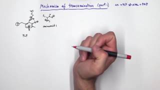 PLP Pyridoxal Phosphate Reactions [upl. by Egduj237]