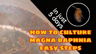 How to Culture Magna Daphnia Easily [upl. by Siesser]