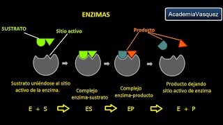 Enzimas Estructura Características y Funciones [upl. by Tteragram]