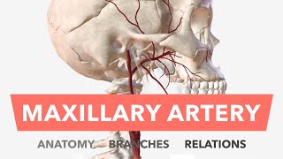 Maxillary Artery  Anatomy Branches amp Relations  Mnemonic [upl. by Nosloc]