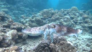 Giant cuttlefish Fighting Mating and Egg laying [upl. by Orofselet]