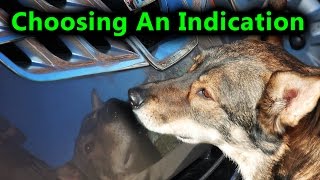 Scent Dog Training How to Choose An Indication [upl. by Shelton321]