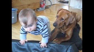 Ridgeback vs small kid [upl. by Yelak]