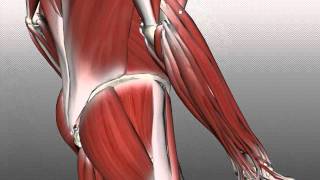 Forearm Muscles Part 2  Posterior Extensor Compartment  Anatomy Tutorial [upl. by Catlin]