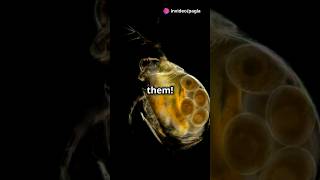 How to culture Daphnia for your Aquarium [upl. by Kant]