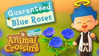 How to Breed Blue Roses New Horizons GUARANTEED CHECK THE PINNED COMMENT [upl. by Redmond]