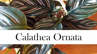 Calathea Ornata Addys Tips for Beginners Pinstripe Calathea [upl. by Helyn]