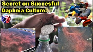 How to Culture Daphnia Successfully [upl. by Notpmah]