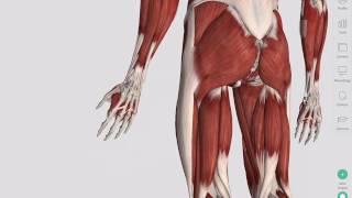 Skeletal Muscles  Complete Anatomy [upl. by Harlin787]