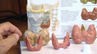 Thyroid Hormones and Thyroid Function Tests [upl. by Ymmas745]