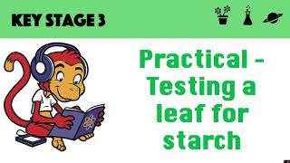 Testing a leaf for starch [upl. by Ydurt]