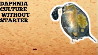 HOW TO CULTURE DAPHNIA NATURALLY WITHOUT A STARTER [upl. by Rimhsak]