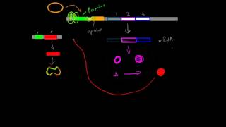 Positive InducibleRepressible Operons [upl. by Mahda]