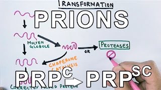 PrionsWhat are they  Protein Misfolding Mechanism [upl. by Barsky]