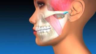 TMJ Explanation amp Therapy [upl. by Cutty]