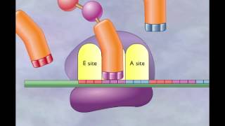 Chapter 4 Translation Elongation and termination [upl. by Cherey508]