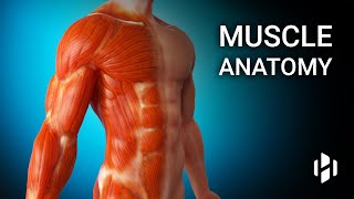 Anatomy of Human Muscles [upl. by Lyrem]