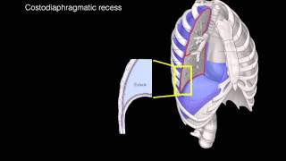 Pleural membranes [upl. by Annaeiluj]