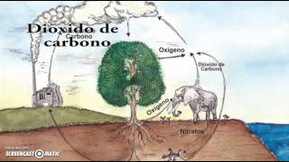 El ciclo del oxígeno [upl. by Zorine]