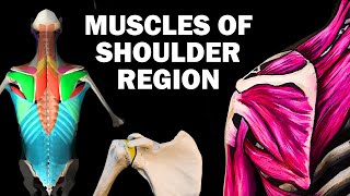 UPPER LIMB MUSCLES 26  SHOULDER REGION [upl. by Mcferren]