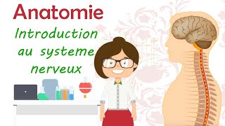 Anatomie  introduction au système nerveux [upl. by Jim358]