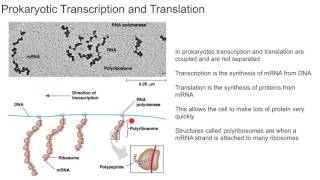 Prokaryotic Transcription and Translation [upl. by Lewanna]